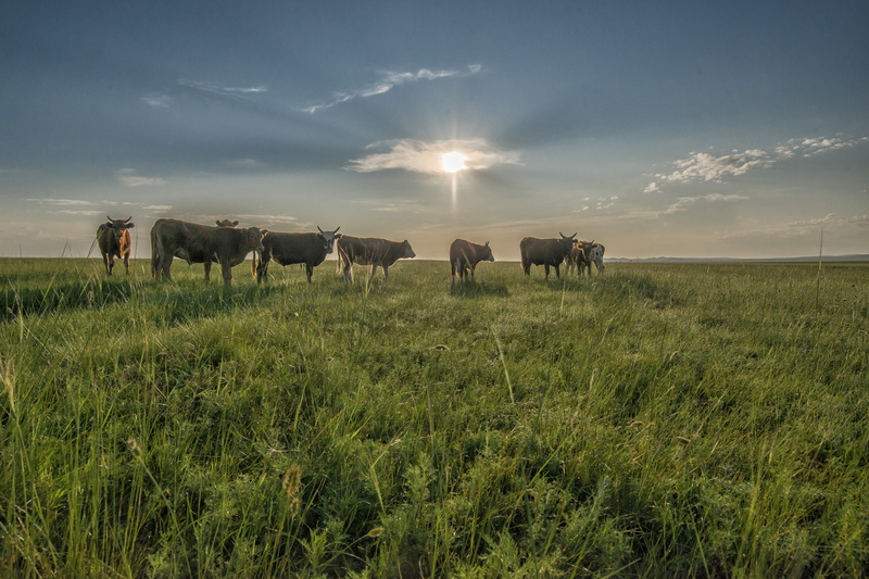 grass, sunrise, plant, july, mammal, land, steppe, group of animals, morning, sky, agriculture, cows, no people, caws, 2K, cattle, outdoors, dornodo, grazing