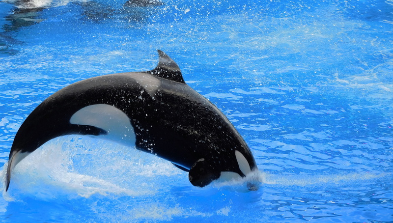 killer, wild, whale, animal wildlife, killer whale, no people, vertebrate, marine, fish, nature, swimming, 4K, aquatic mammal, outdoors, orca, blue, orca jump