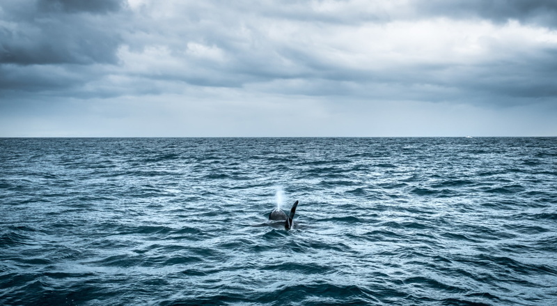 wildlife, Animals, Sea, Nature, Whale, Clouds, Travel, killer, Seascape, orch, orca, Outdoor, olafsvik, killer whale, 1080P, Water, Iceland, Ocean, Animal