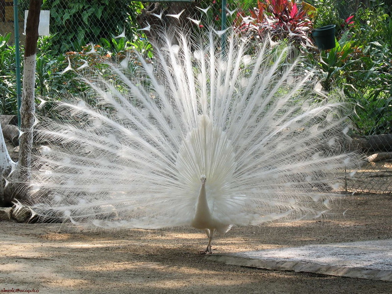 male animal, outdoors, no people, feather, beauty In Nature, peacock, close-up, white color, vertebrate, animal themes, animals in the wild, animal, feathers