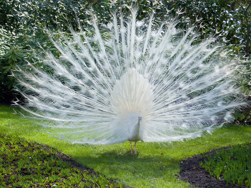 outdoors, animals in the wild, one animal, green Color, wildlife, animal behavior, day, plant, peacock feather, 4K, backgrounds, colors, peacock, close-up