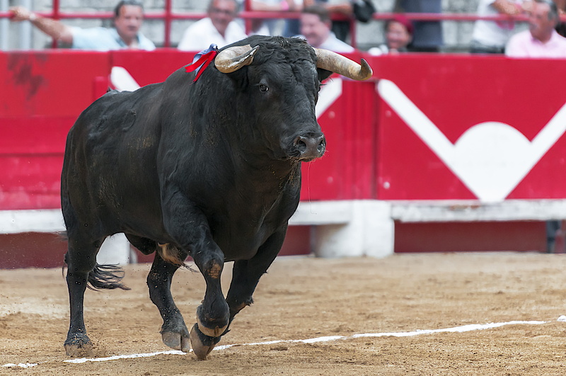 Bullfight, animal, black, incidental people, near, red, animal themes, cow, focus on foreground, day, daytime, herbivorous, vertebrate, livestock, sport