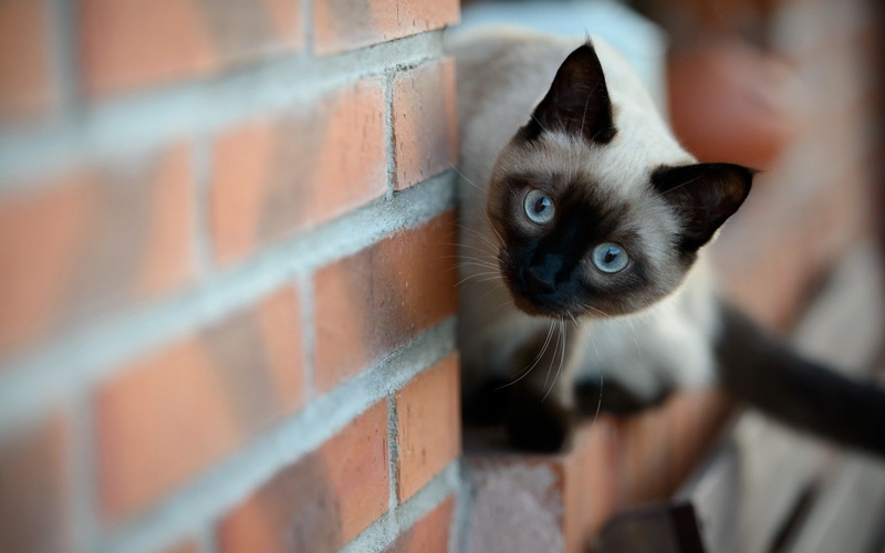 cat, depth of field, animals, 720P, bricks, Siamese cats
