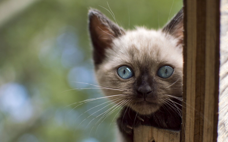 Siamese cats, feline, close-up, one animal, mammal, 1080P, eye, domestic cat, blue eyes, focus on foreground, domestic, domestic animals, pets, looking at camera