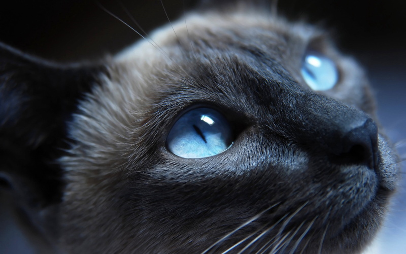 muzzle, feline, animal head, vertebrate, eye, iris - eye, himalayan, siamese, cat, looking, fur, yellow eyes, mammal, animal themes, no people, cute, one animal