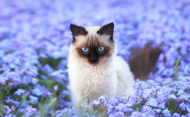 Cats, small, domestic animals, Animal, Field, plant, softness, animal themes, Cat, flowering plant, Flower, animal eye, no people, pets, animal head, domestic