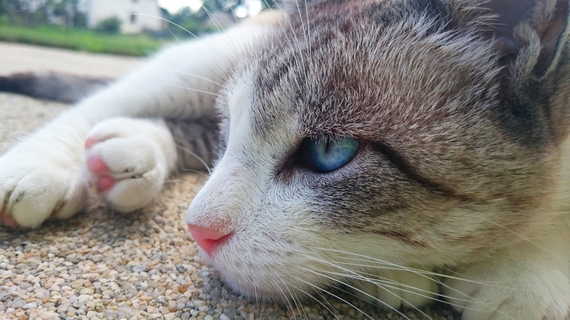 kittens, nature, 4K, blue eyes, cat, animals, Siamese cats