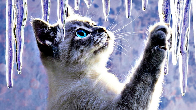 artistic, kitten, ice, cute, cats, animals, images, background, siamese, desktop, abstract, 1080P