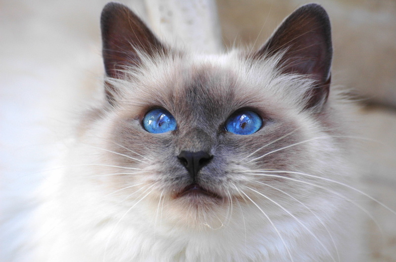 no people, whisker, portrait, mammal, animal head, looking, kitten, domestic, one animal, young Animal, hair, blue eyes, domestic Animals, cat, face, siamese Cat
