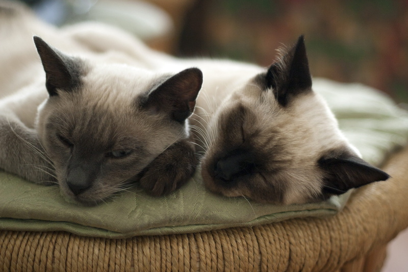 sleeping cat, 2K, domestic cat, nature, domestic, eyes, feline, two, no people, animal, two animals, handsome man, domestic animals, mammal, small, cat person
