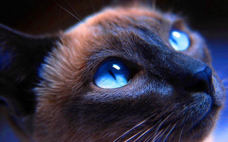 siamese, muzzle, close-up, blue-eyed, cat, 2K