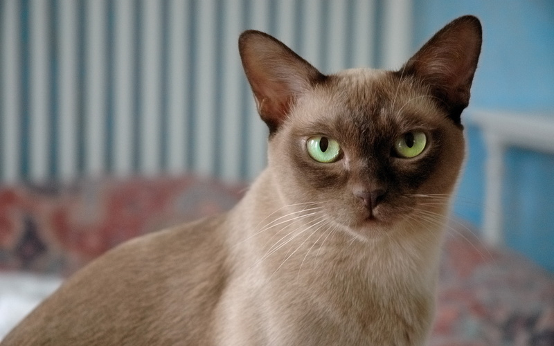 green eyes, siamese, 2K, burmese, british, alert, british burmese cat, cat