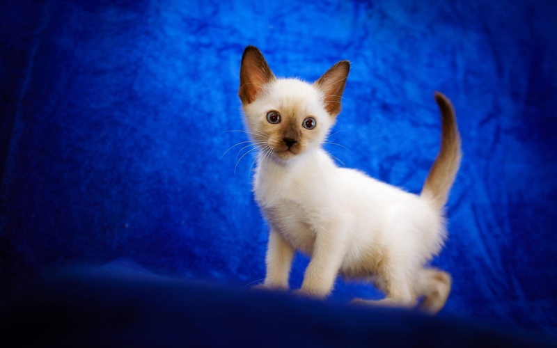 blue background, vertebrate, siamese Cat, beautiful, nature, persian, purebred Cat, baby, sitting, young Animal, 1080P, domestic Cat, fun, kitten, no People