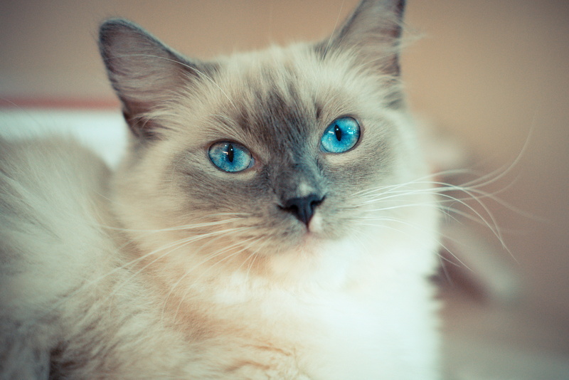 animal body part, siamese, kitty, 5K, blue eyes, photography, close-up, portrait, relaxation, softness, cute, ragdoll, selective, animal eye, animal, cat with blue eyes