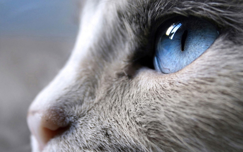 coat, siamese, look, siamese cat, short, profile, cat, incredible, grey, 2K, close up, blue eyes