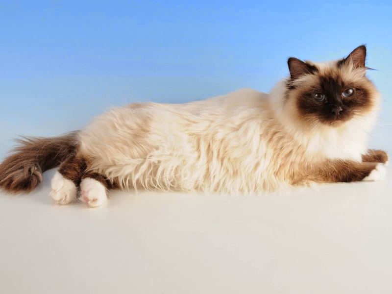 cat, siamese, birman cat, 720P, pose, cute, birman