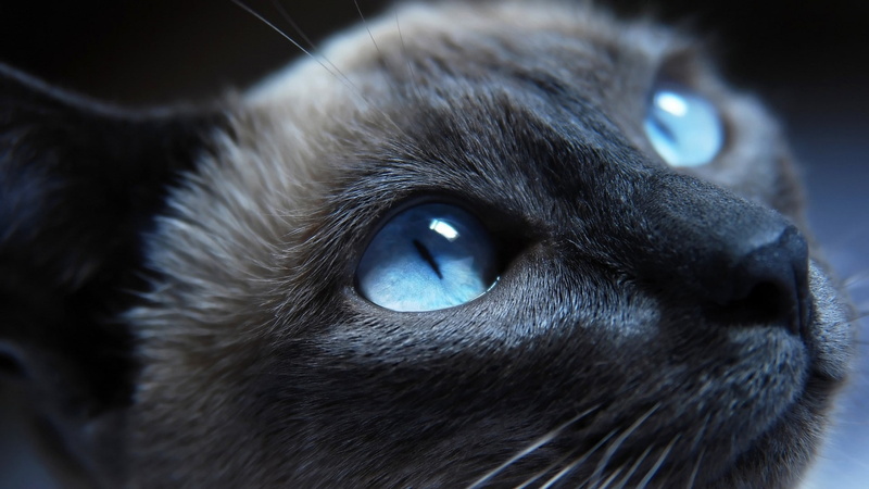 Siamese cats, animals, cat, 1080P, blue eyes