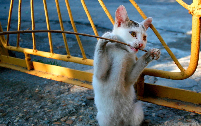 1080P, siamese, cat, kitten, animals, kittens, pets, playful, cute, cats