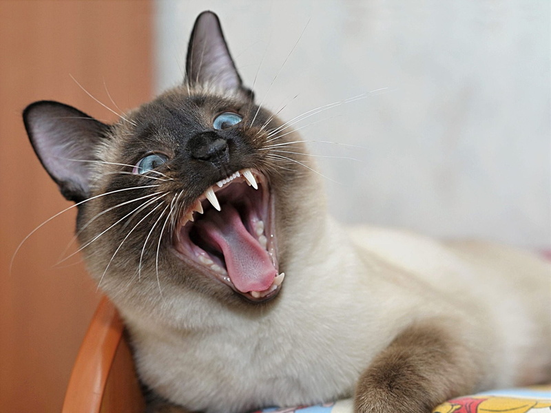 mouth open, domestic, yawning, domestic animals, close-up, teeth, animal themes, animal tongue, siamese, animal head, animal body part, cat, facial expression