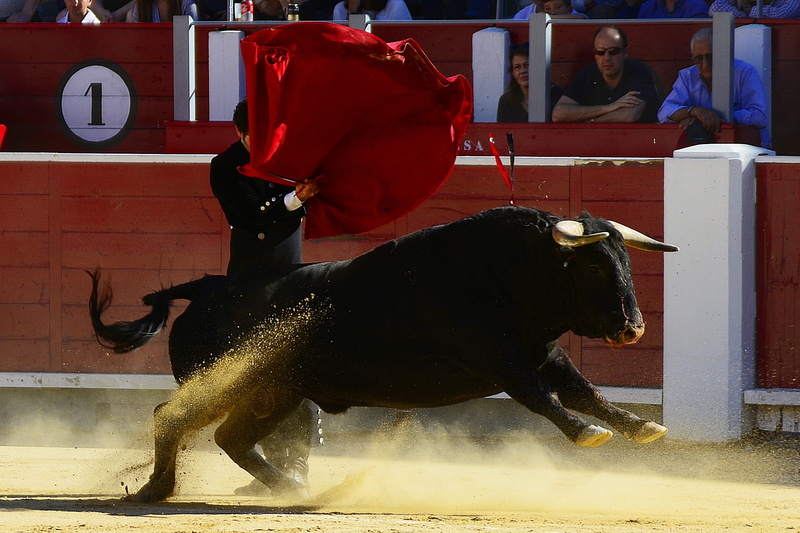 sport, animal wildlife, animal, plaza toros, people, men, animal themes, incidental people, cattle, bull - animal, red, group of people, sand, pets, mammal