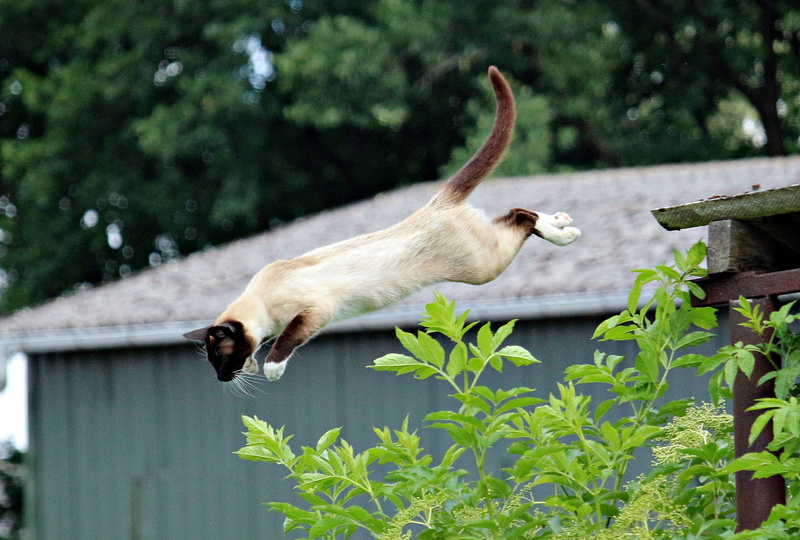 siam, 2K, no people, siamese cat, leaves, nature, jumping, breed cat, animal wildlife, one animal, near, plant, mammal, animal, tree, siamese, leaf, plant part