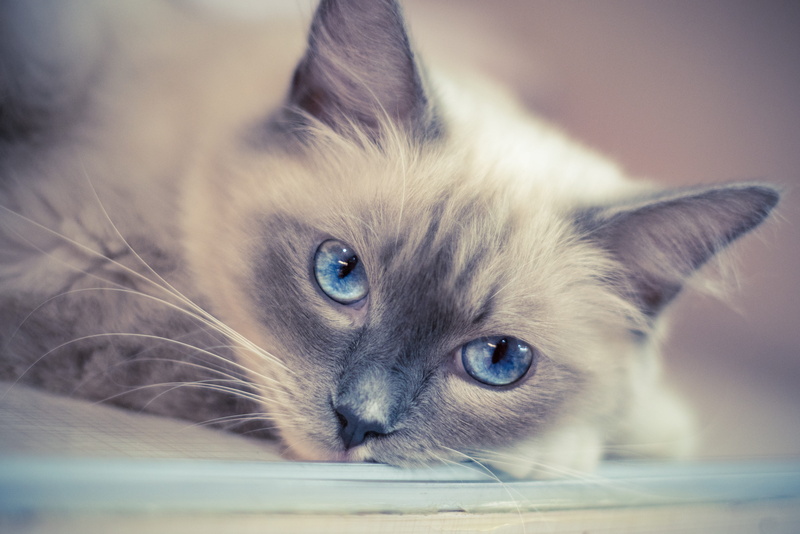 domestic cat, one animal, relaxation, 5K, no people, mammal, blue eyes, animal eye, feline, cat, siamese, innocence, kitten, young animal, close-up, domestic animals