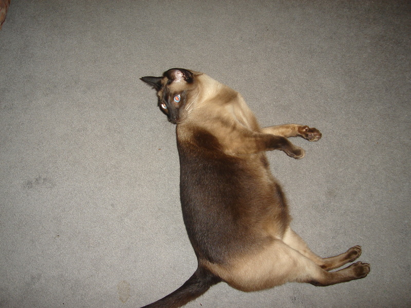 point, siamese, animals, 2K, sebastian, hd, seal, cats, pet, cat