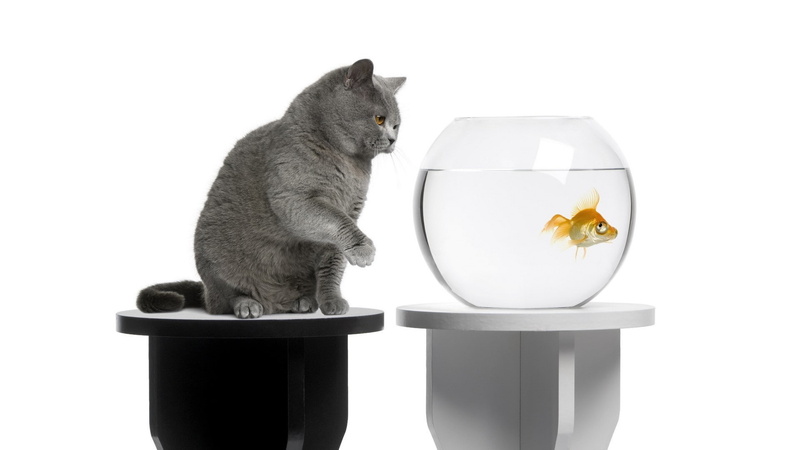 fish, animal themes, simple background, mammal, vertebrate, one animal, 1080P, selective coloring, indoors, no people, domestic cat, white background