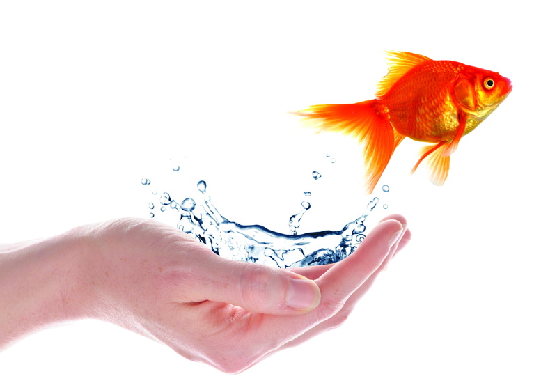 splashing, gold, white Background, orange, human body part, fish, swimming Animal, 4K, blue, animal, nature, bird, hand, pets, palm, animal themes, motion
