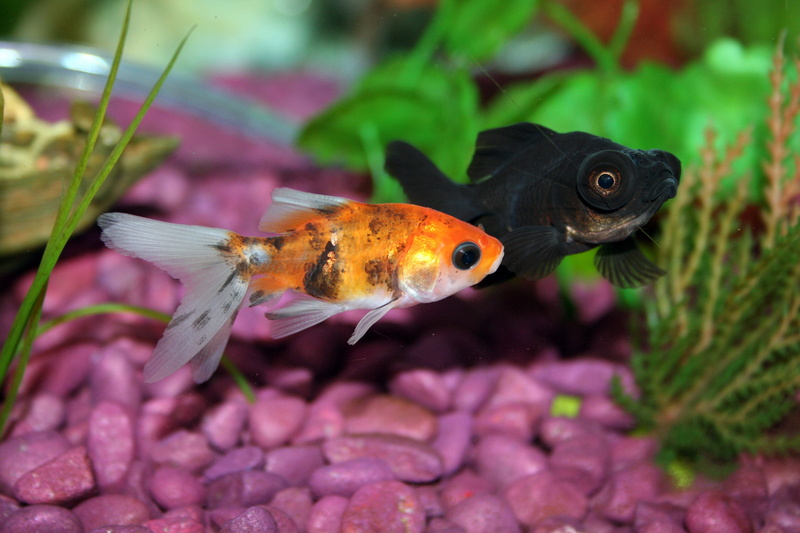 one animal, glass - material, no people, fish tank, tropical, shallow, fishbowl, lens, goldfish, glass, aquarium, underwater, focus, 2K, fish, water, aquatic