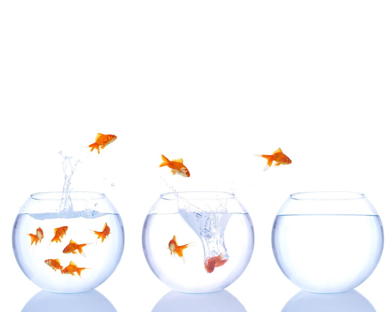 animal, bowls, concepts, cut out, motion, transparent, jump, common, red, fish tanks, close-up, white, indoors, refreshment, fishbowl, falling, isolated