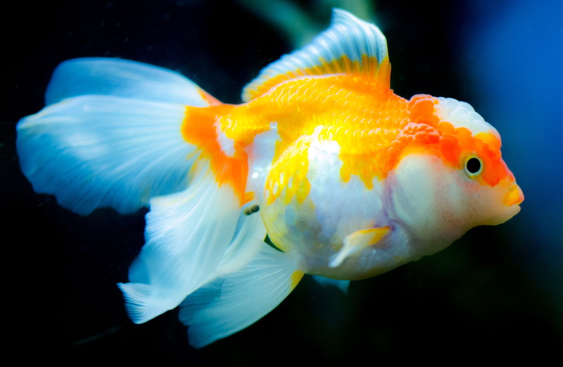 ocean, no people, wildlife, fishbowl, transparent, close-up, betta, aquatic, tropical, white, one animal, vertebrate, yellow, water, animal, animals in the wild