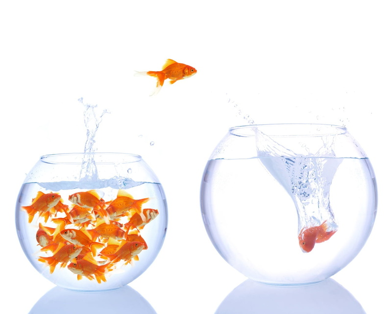 transparent, group of animals, school, drop, glass - Material, bubble, falling, goldfish, drink, motion, drinking Glass, fish, change, splashing, isolated