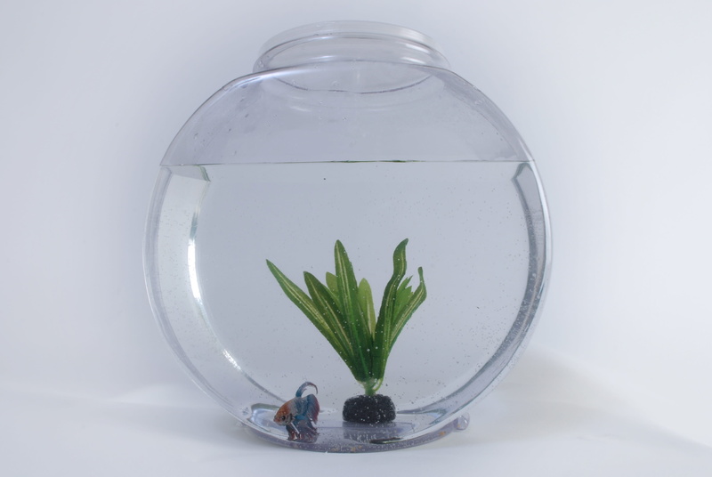white background, plant part, transparent, cut out, pets, aquatic, growth, pet, glass, betta, nature, animal, no people, tank, bowl, goldfish, fishbowl