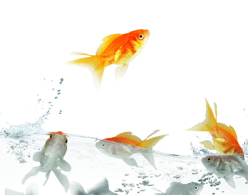 water, sea, underwater, animal themes, traffic, yellow, orange Color, pets, marine, fish Tank, transparent, red, animal wildlife, swimming, backgrounds
