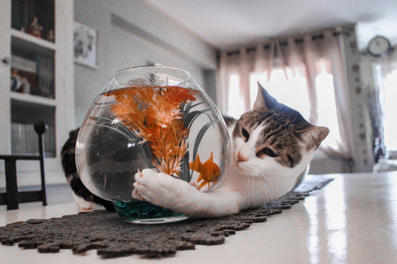glass, minimalism, ball, house, transparent, feline, portrait, animal, indoors, sea life, one animal, aquarium, water, mammal, domestic animals, goldfish