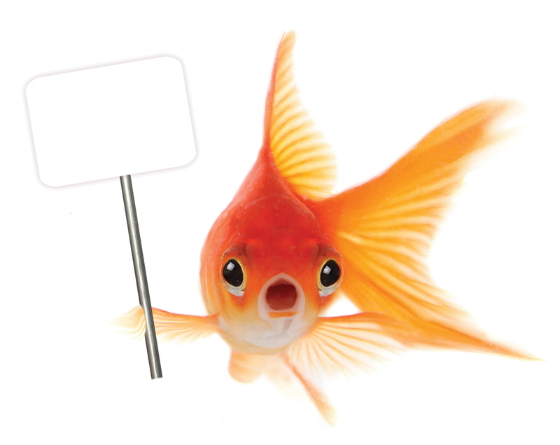 animal themes, fish, orange Color, sign, white Background, animal wildlife, underwater, vertebrate, common, indoors, animals in the wild, close-up, transparent