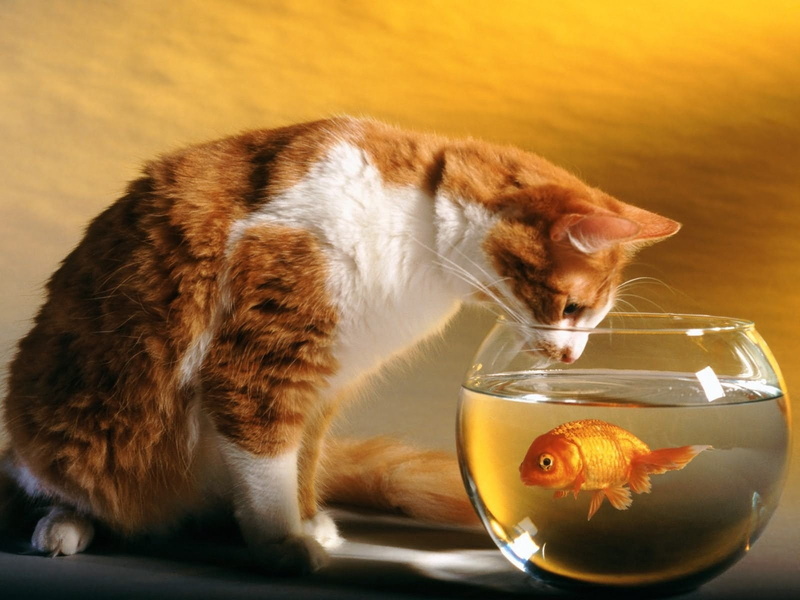 fishbowl, animal wildlife, short, fish Tank, one animal, pets, cat, domestic, cute, watching, red, fur, food, brown, 720P, feline, domestic Animals, white