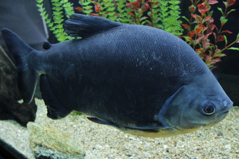 Aquatic, fishes, Fish, swim, Water, marine, underwater, animals in captivity, outdoors, animal themes, exotic, transparent, goldfish, pet, animals And Pets