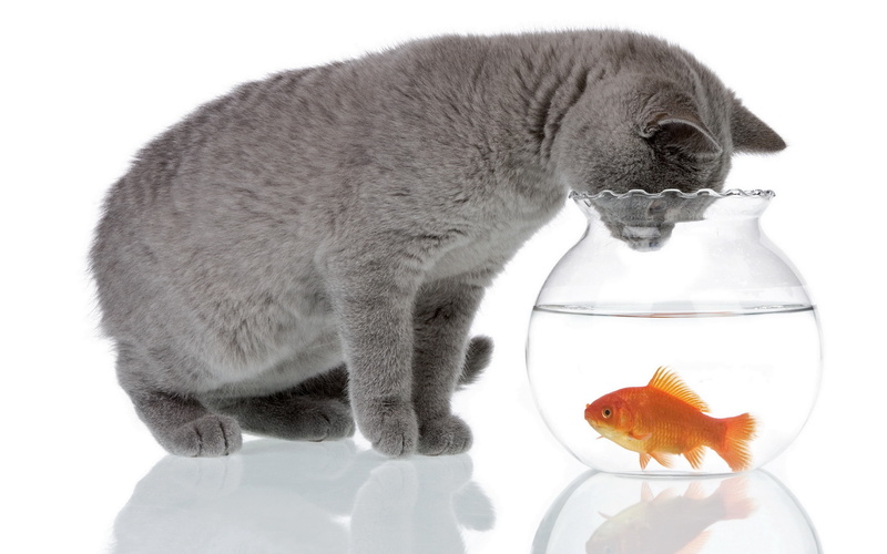 goldfish, animal themes, studio Shot, looking, animal, domestic, swimming, animal wildlife, white Background, nature, young Animal, fish Tank, domestic Animals
