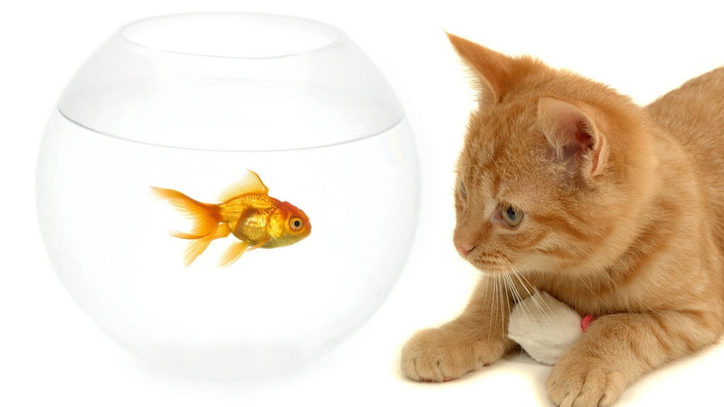 tabby, fishbowl, cute, small, domestic, cat, aquarium, fun, animal wildlife, animals And Pets, domestic Cat, vertebrate, isolated, orange Color, fish Tank