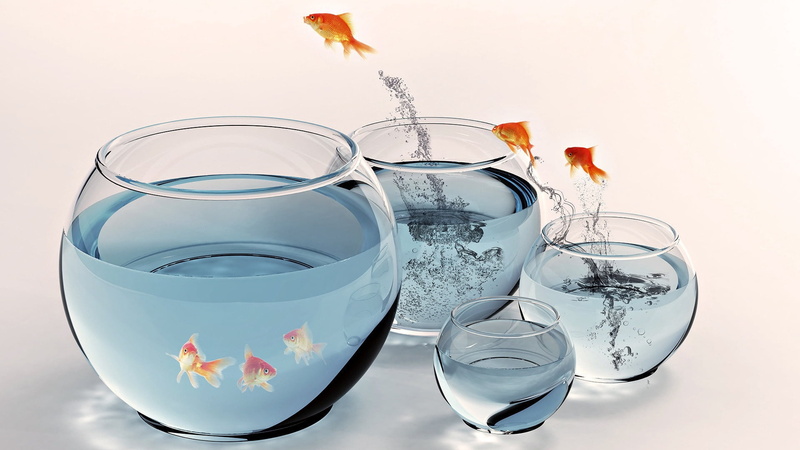 water, red, studio shot, goldfish, fishbowls, backgrounds, swimming, reflection, falling, glass - Material, 1080P, fishbowl, glass, drinking Glass, no people