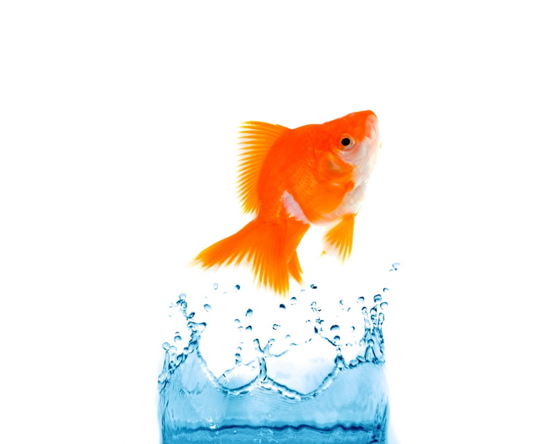 isolated, fishbowl, swimming, multi Colored, red, indoors, close-up, underwater, vertebrate, orange, animal, jump, fish Tank, animal themes, nature, one animal