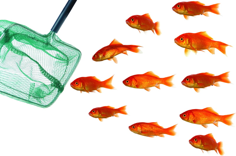 animal, vertebrate, nature, marine, animal wildlife, 2K, animal themes, fishbowl, water, white Background, pets, studio shot, fish, group of animals, fish Tank
