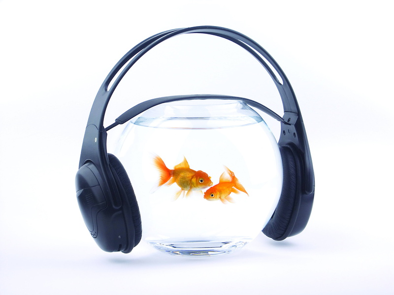 cut out, pets, swimming, white, domestic animals, goldfish, animal themes, fish, black, trapped, indoors, water, fishbowl, aquarium, glass - material, nature