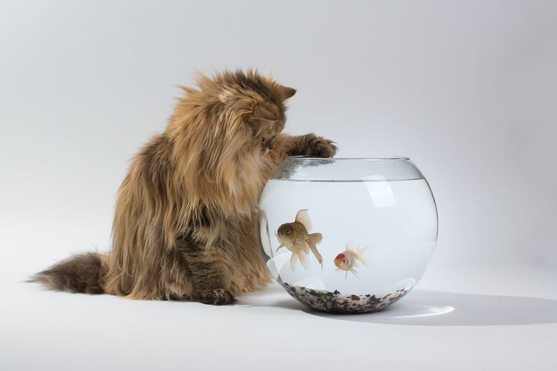 mammal, friendship, animal themes, humor, fishbowl, aquarium, domestic Animals, dog, interest, canine, no People, transparent, domestic, animals And Pets