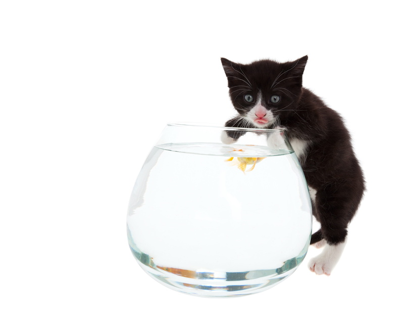 animals And Pets, kitten, food, cute, isolated, drinking, studio Shot, container, 4K, domestic, mammal, freshness, copy space, black, red, fish, animal