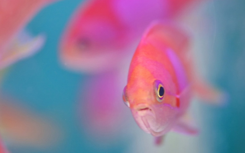 tropical Climate, 720P, sea Life, underwater, fish Tank, swimming Animal, pets, fish, red, pink, aquarium, backgrounds, water, aquatic, wildlife, reef