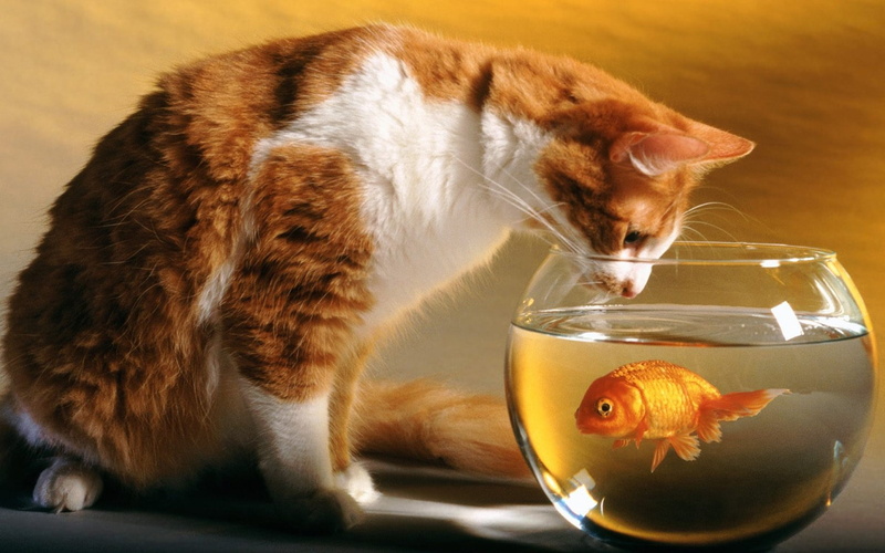 hungry, watching, pets, close-up, red, feline, 1080P, drink, hunting, drinking, one animal, no people, nature, fish Tank, fishbowl, animal themes, water