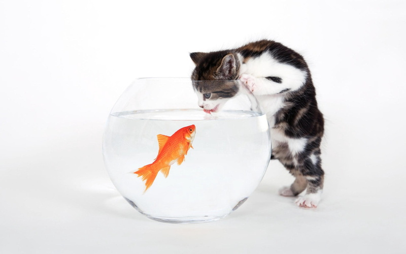 brown, fishbowl, nature, no people, cat, aquarium, vertebrate, fish Tank, domestic Cat, kitten, curiosity, tabby, white, indoors, water, feline, one animal